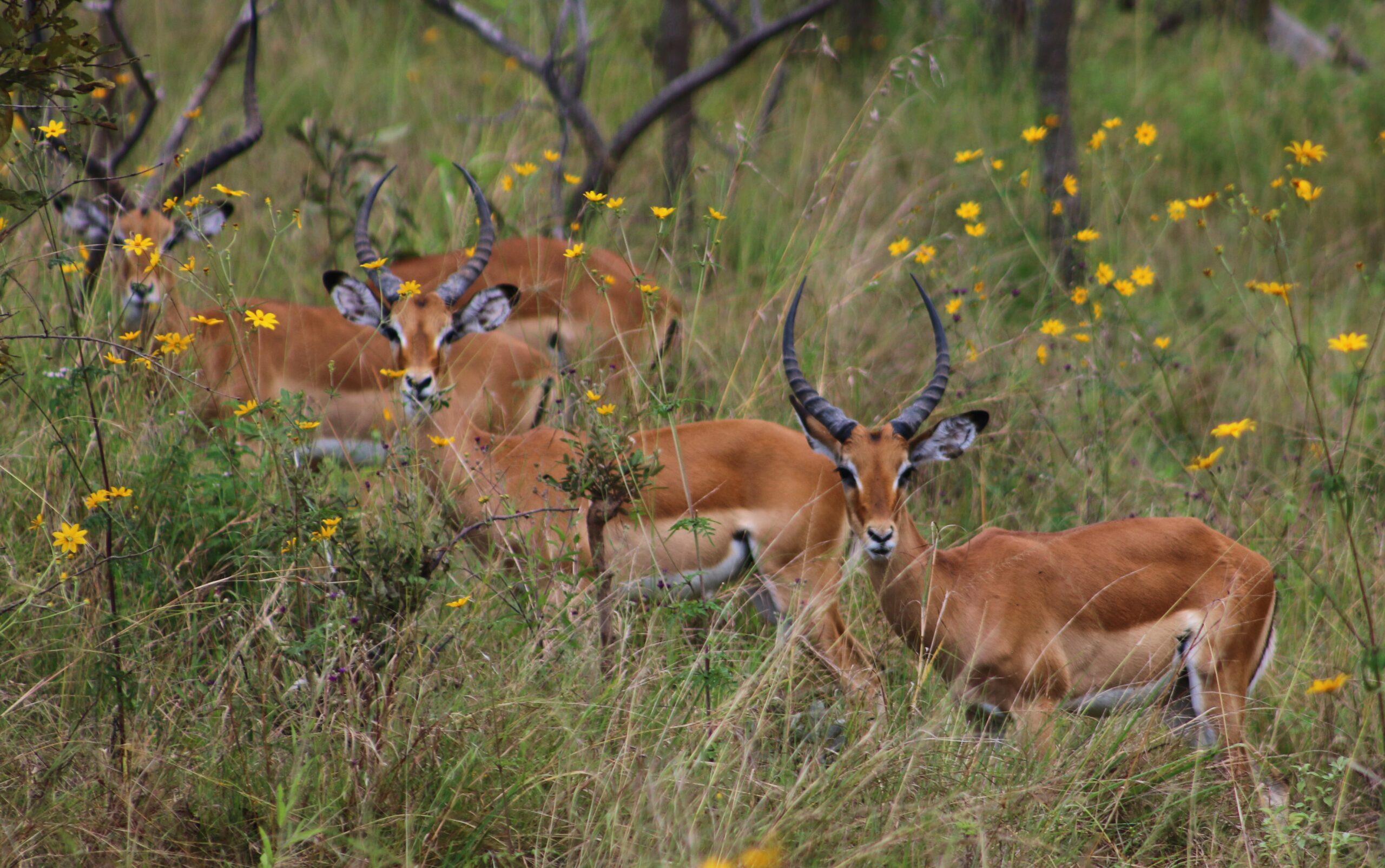 Car trip trough Akagera Park